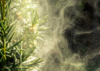 Consejos para la alergia a la flor del enebro en el centro de Oregon