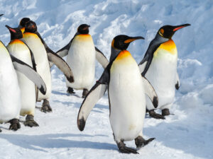 Pingüinos caminando sobre el hielo